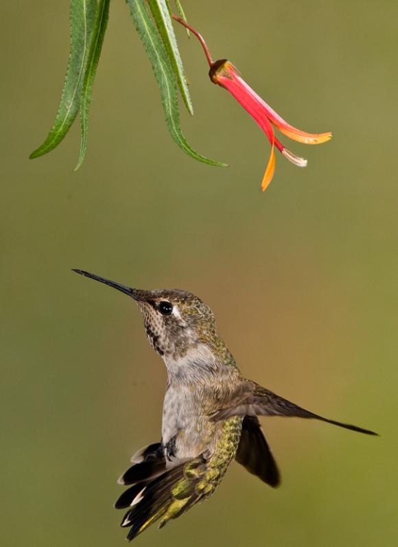 Alpine Hummingbirds-8679 - UNTITLED ©2009 Dan Stevenson
